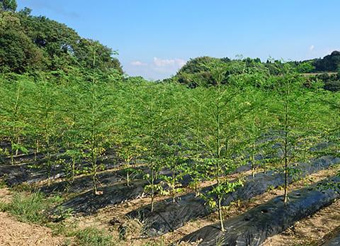 自然のBCAAモリンガ配合