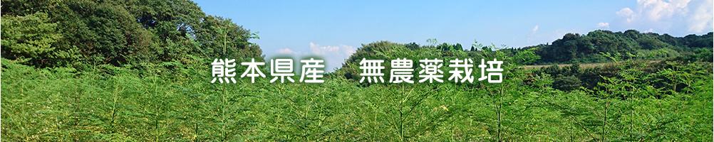 熊本県産　無農薬栽培のモリンガ